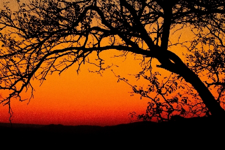 Tree nature branch silhouette Photo