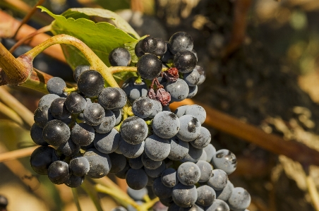 Branch plant grape vineyard Photo