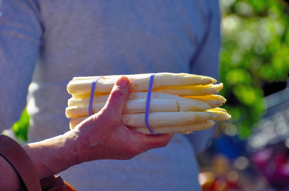 Hand nature plant flower