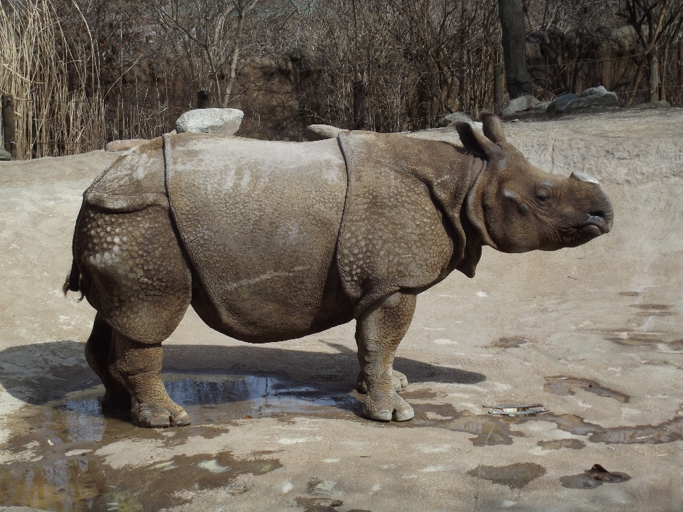 自然 荒野
 動物 野生動物