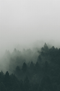 風景 自然 森 山 写真