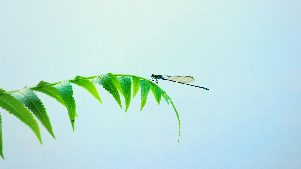 Branch bird wing sky