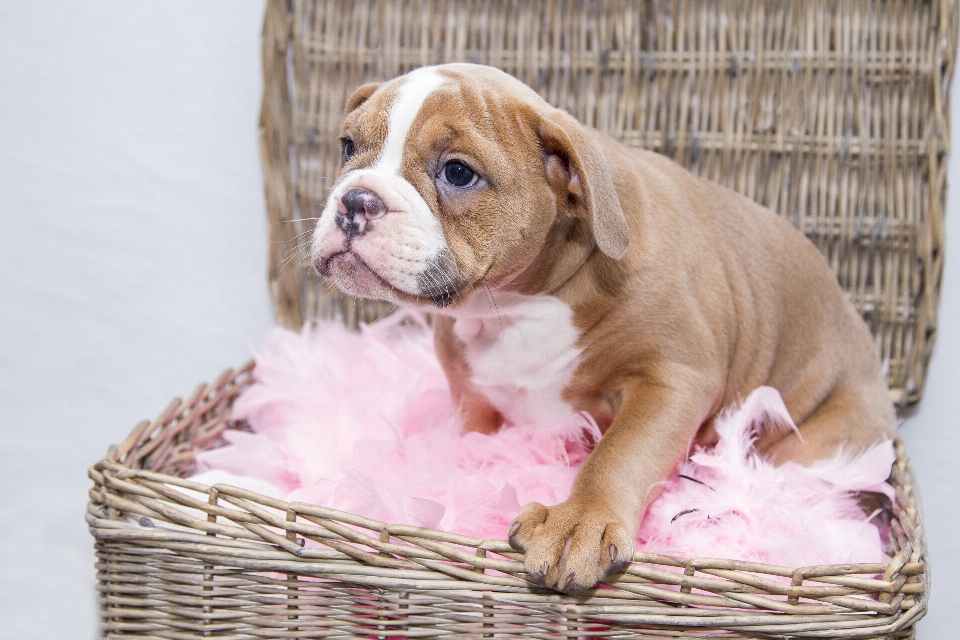 Tatlı köpek yavrusu evcil hayvan