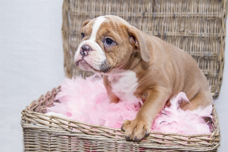 Foto Manis anak anjing peliharaan