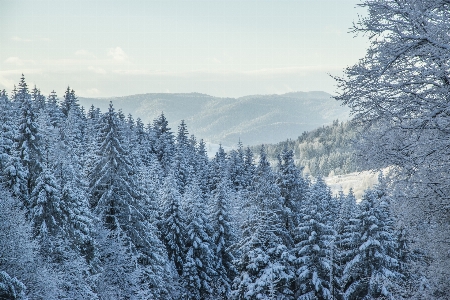 Tree forest wilderness branch Photo