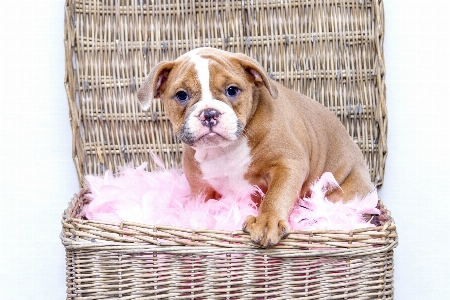 Foto Doce filhote de cachorro bicho estimação