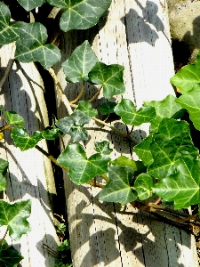 Foto árvore plantar folha flor