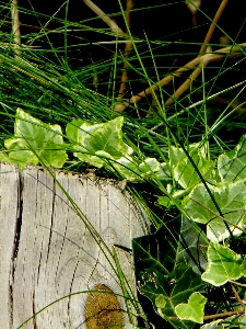 Foto Natureza floresta grama plantar