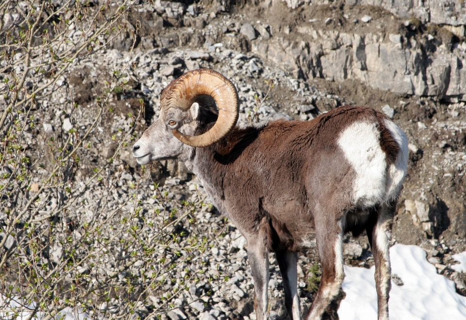 Natur berg tier tierwelt