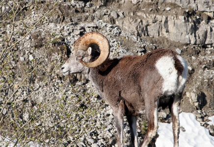 Foto Naturaleza montaña animal fauna silvestre