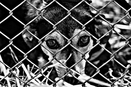 Foto Recinzione bianco e nero
 fotografia dolce