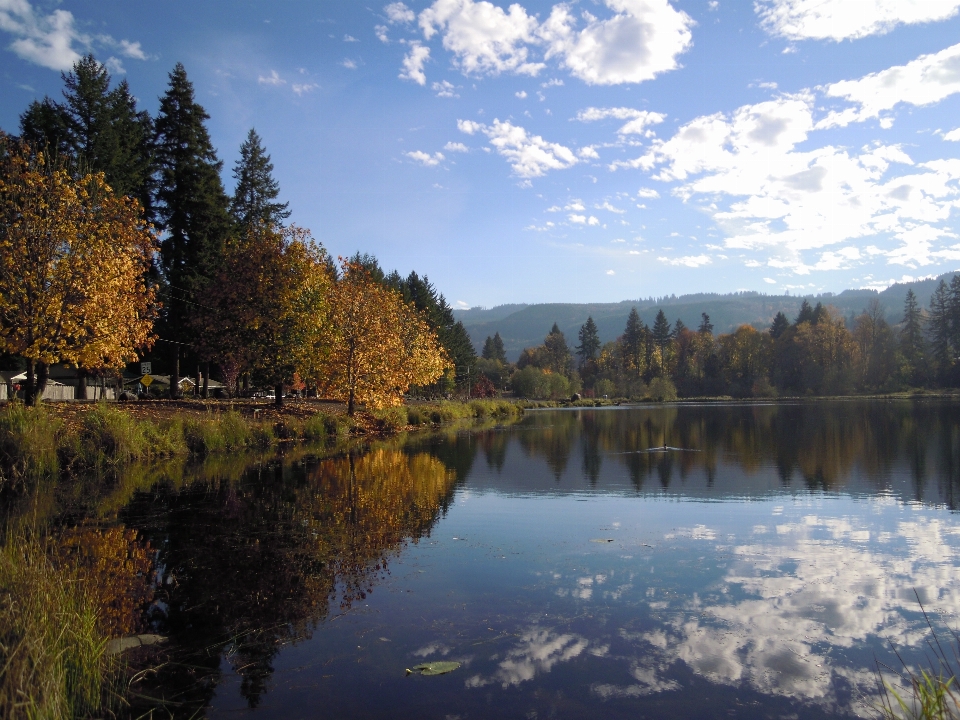 Paesaggio albero acqua natura