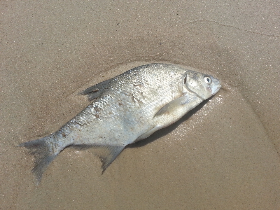 Pantai laut air alam