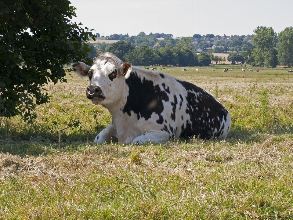 Erba sole campo azienda agricola