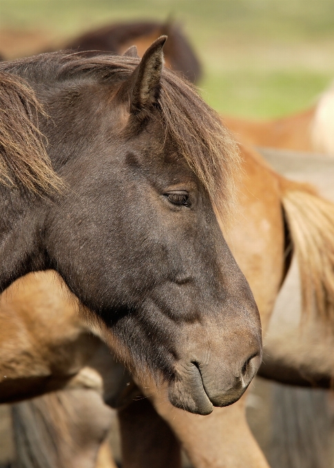 Horse mammal stallion mane