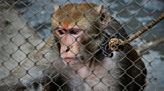 Fence sweet cute wildlife Photo