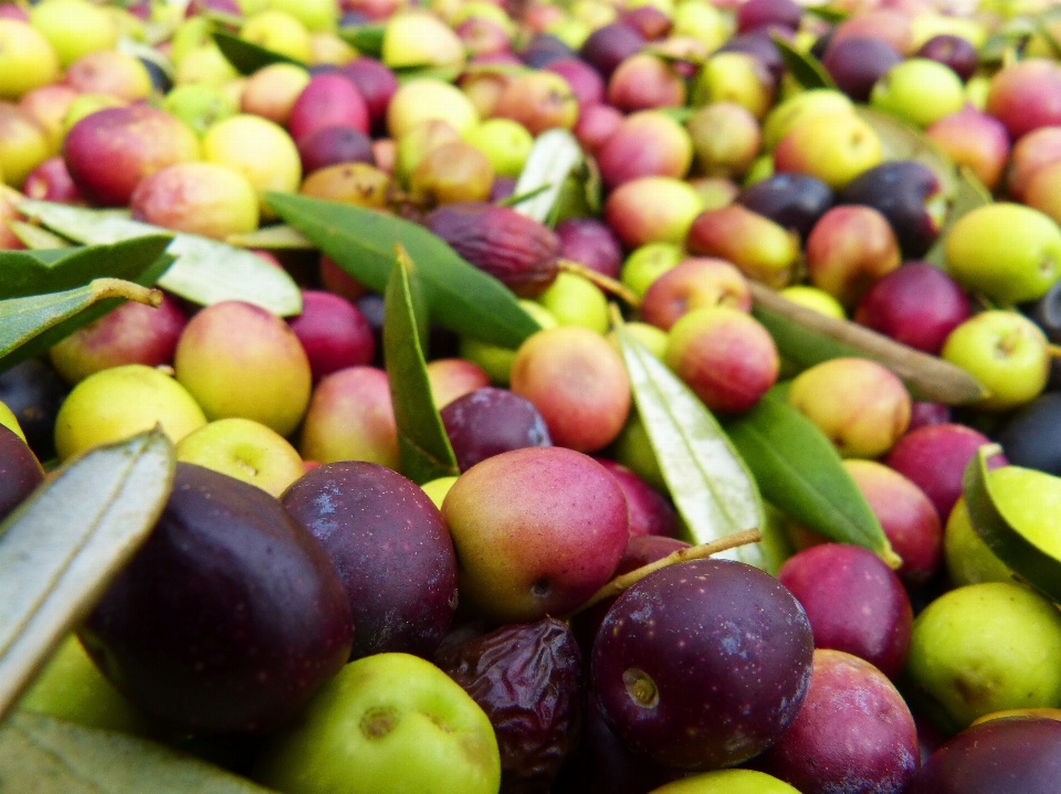 Tanaman buah makanan memanen