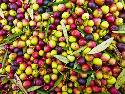 Plant fruit food harvest Photo