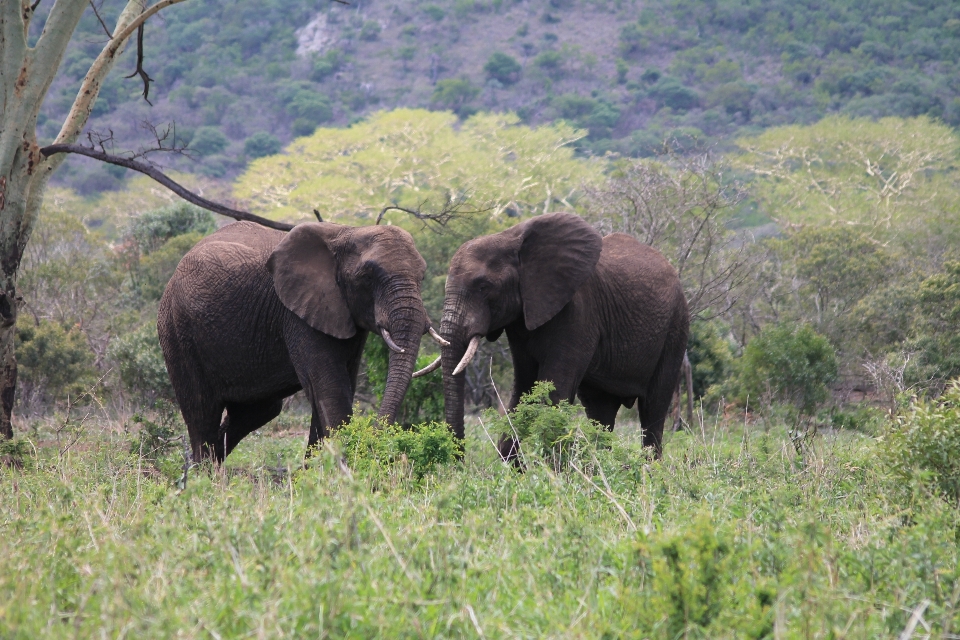 Adventure wildlife herd pasture