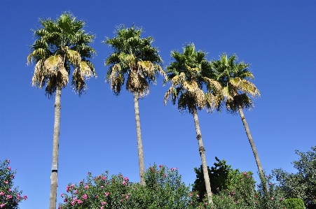 木 植物 空 ヤシの木 写真