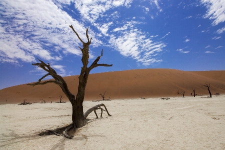 Landscape tree nature outdoor Photo