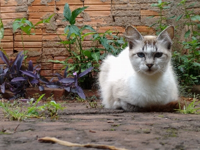 Foto Animale domestico gattino gatto