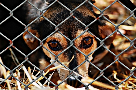 Fence sweet puppy dog Photo