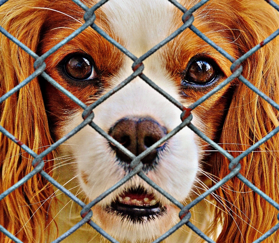 Cerca doce filhote de cachorro