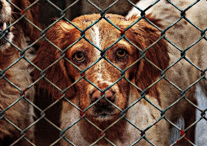 Foto Cerca dulce cachorro perro