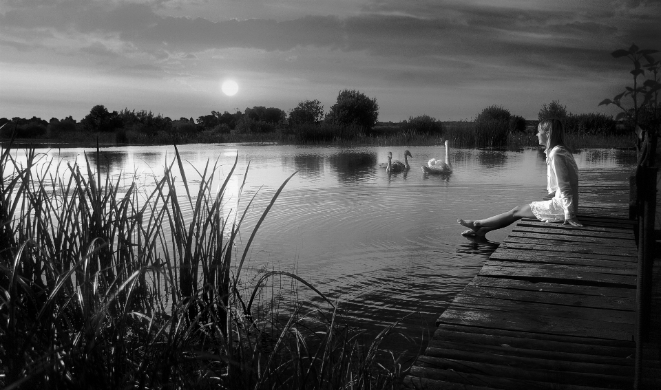 Wasser natur vogel licht