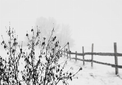 Foto Paesaggio albero foresta ramo