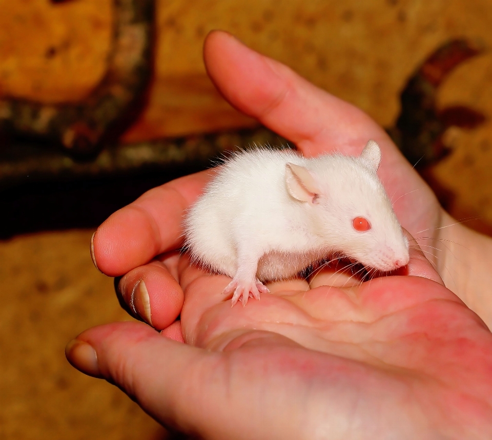 ねずみ 動物 かわいい 毛皮