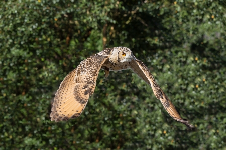 Photo Nature oiseau animal en volant