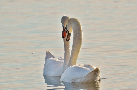 Photo Eau oiseau aile lac