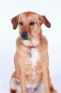 子犬 犬 動物 かわいい 写真