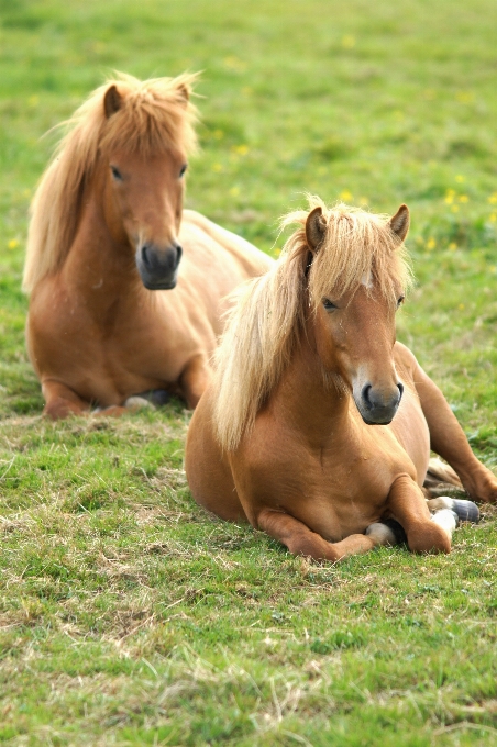 Pasture horse mammal stallion