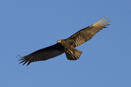 Nature bird wing flying Photo