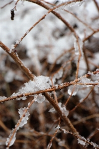 木 自然 ブランチ 雪 写真