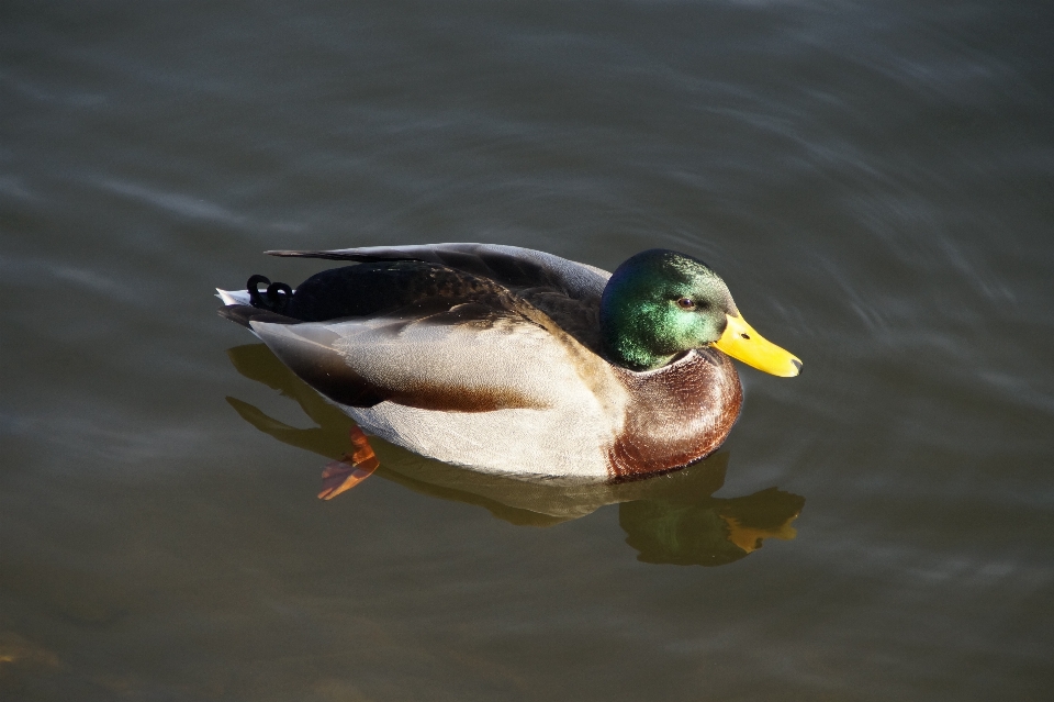 Woda natura ptak skrzydło