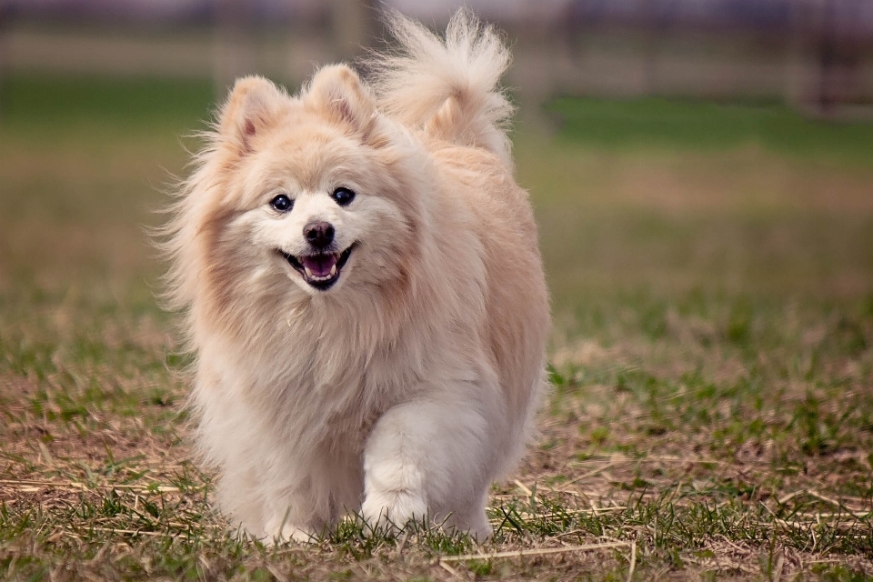 Correndo filhote de cachorro animal