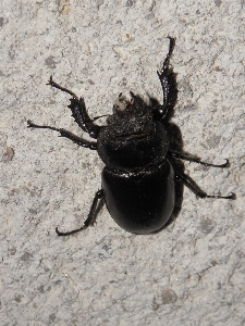 森 切り株 虫 fauna 写真