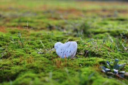 Nature forest grass rock Photo