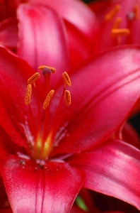 Blossom plant photography flower Photo