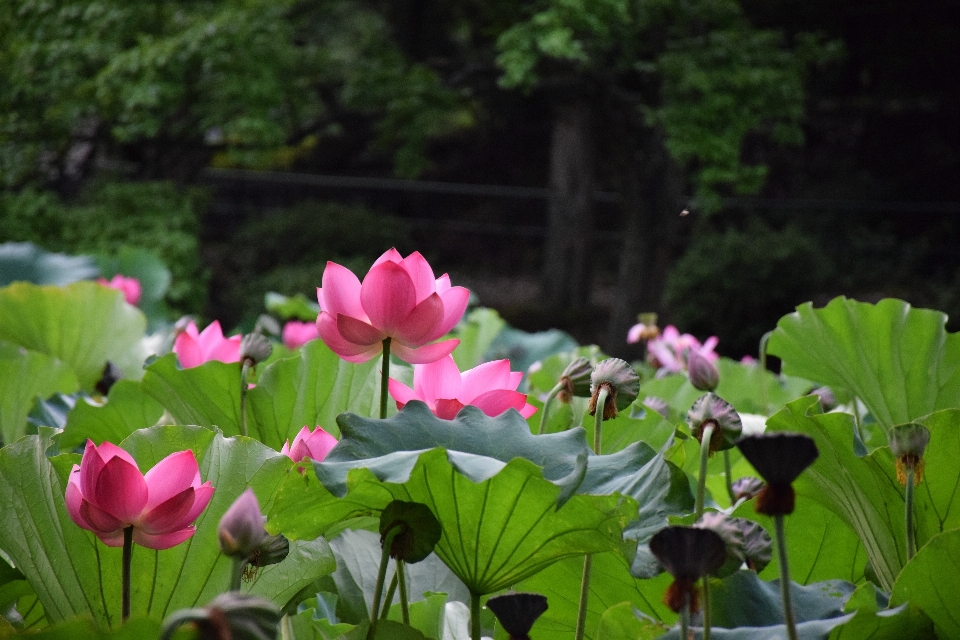 花 植物 花弁 自然