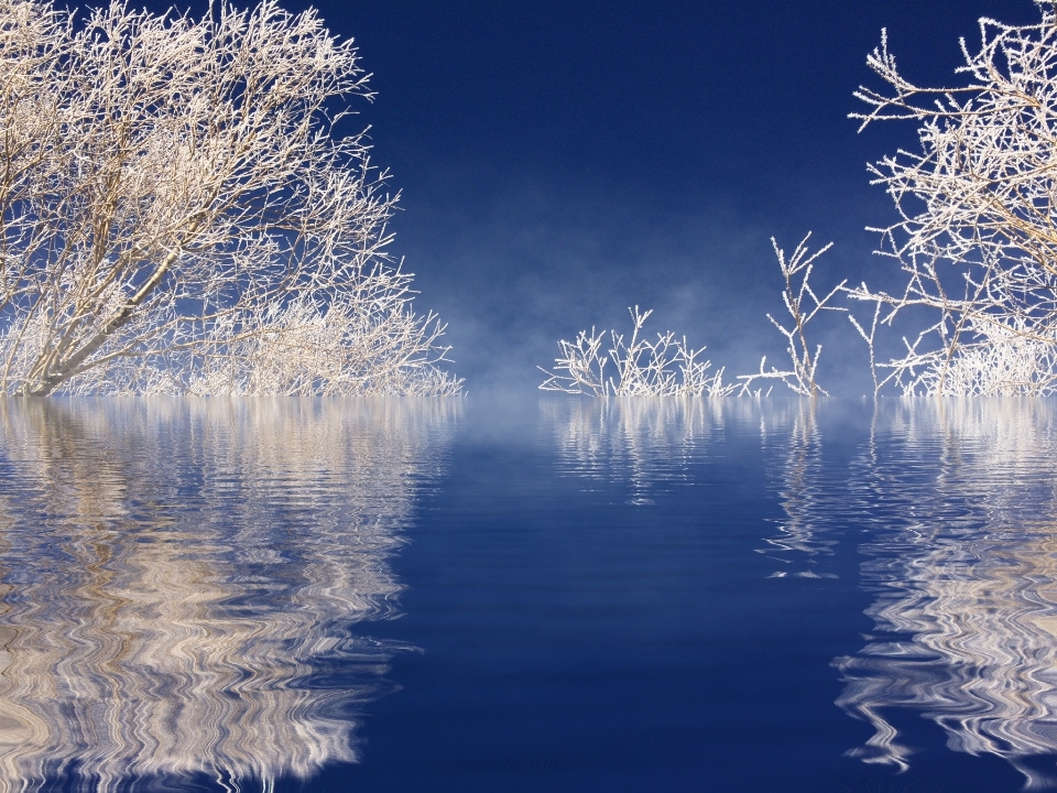 Landscape tree water nature