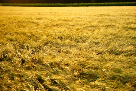 Nature grass plant field Photo