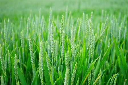 Grass growth plant field Photo