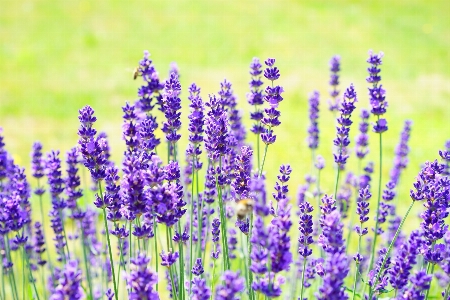 Nature plant field meadow Photo