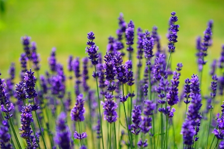 Nature plant field meadow Photo