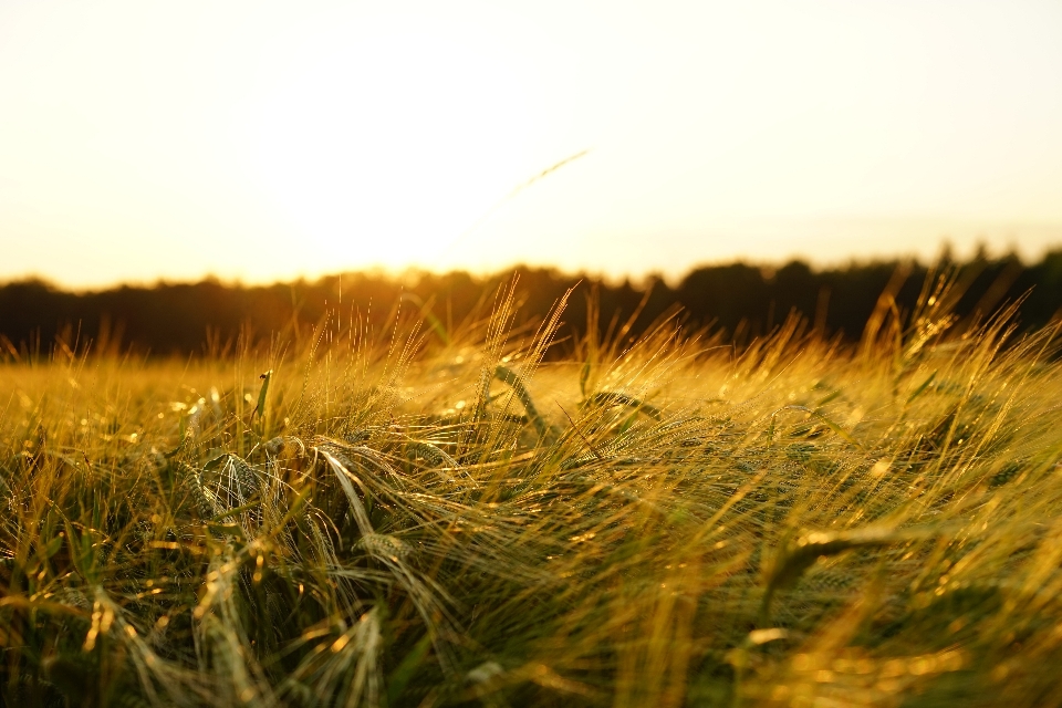 Nature grass horizon plant